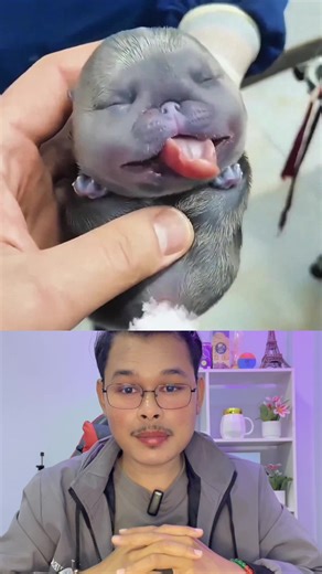 ពូជឆ្កែដ៏ស្រលាញ់មានមាឌមាំ