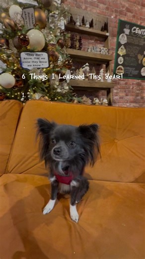 Lessons in 2025 #fyp #lessonlearned #chihuahua #dogtok #2025
