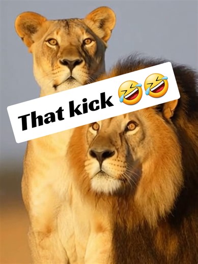 Kung-fu Giraffe: A Hilarious Animal Moment