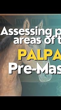 Equine Massage Initial Palpation
