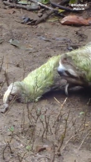 Why are sloths called lazy? Sloths aren't truly "lazy"; their slow movement is a survival strategy! 😴 They have a very low metabolic rate and survive on a low-nutrient diet of leaves. Moving slowly conserves energy and makes them less noticeable to predators like jaguars and eagles. Their nickname comes from their measured pace, not a lack of effort. #ripplepetaquamation #aquamation #petaquamation #Westernaustralia #perth #australia #ecofriendly #Pets #PetsLove #petlover #petlovers #Sloth #Anim