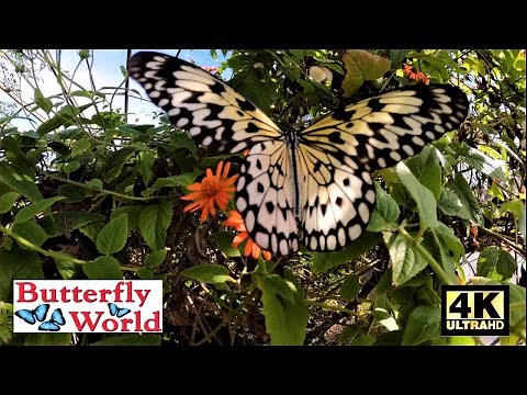 Butterfly World Florida FULL TOUR in 4K!