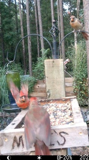 Chest Bumping Cardinal #shorts #birds