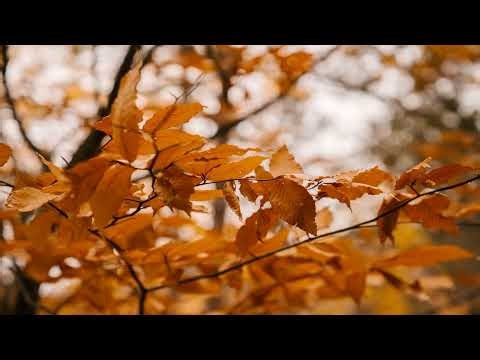 【紅葉】8時間 睡眠BGM 🍁 秋の葉と癒しの音楽 - Autumn Leaves Sleep Music