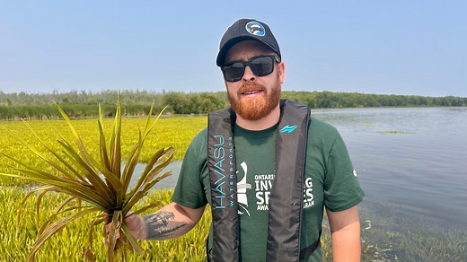 This invasive plant in Lake Simcoe can injure swimmers, experts warn