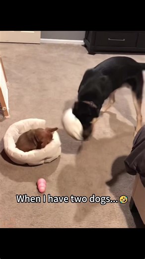 Two Dogs: One Bad Idea, One Supportive Buddy