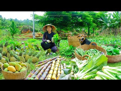 7 Days Harvest: Purple Bok Choy, Rose Cabbage, Mangoes, Bananas, Pineapples To Sell, Cook, Garden