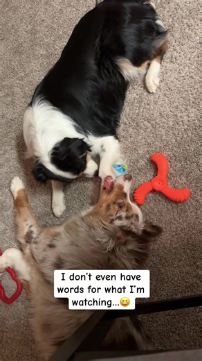 Could you imagine if we caught ever goofy thing our dogs did? Not sure what I was doing in this moment but I’m def not sure what the girls were doing either! What started as a cute grooming just got funnier as it progressed. Maybe it’s just australian shepherds being weird but I accept the fact that mine are a little different! 😂 #dogs #fyp #australianshepherds #aussies #grooming