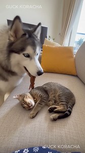 แมวเป้ากลัวจิ้งจก The cat is scared of a lizard AI Video Generate For Fun #foryouシ #dog #prank #cat #funny #lizard | Guck Koracha Sudaree