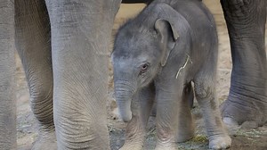 The Oregon Zoo welcomes a new baby elephant