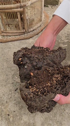 Natural Protein Diet for Partridge Chicks | #partridges #partridgechicks #Termites
