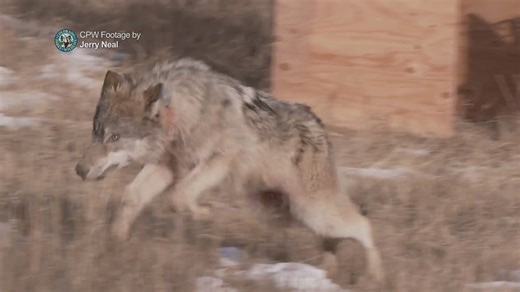 Gray wolf death in Rocky Mountain National Park under investigation