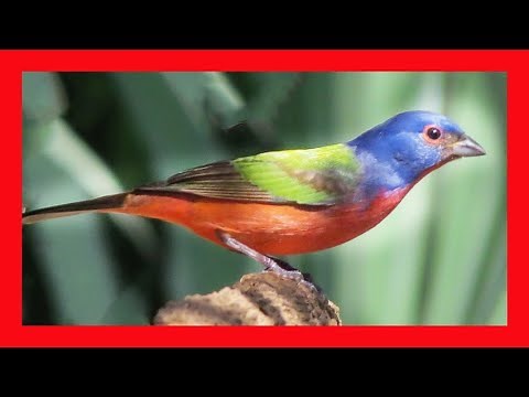 Painted Bunting Song! Painted Bunting Call! Painted Bunting Soud! Painted Bunting Singing!