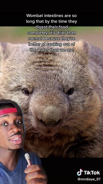 Why Wombats Poop Cubes: Uncovering the Fascinating Science Behind Wombat Poop