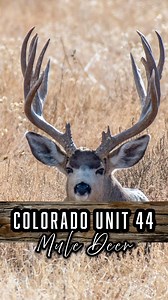 🎯 Drew a Colorado Unit 44 deer tag? This is the tag dreams are made of! 🏔️ If you’re chasing that once-in-a-lifetime buck and want to make it count, send us a DM. Let’s make your hunt legendary. 🦌🔥 #Unit44 #TrophyHunt #GuidedHunts #ColoradoDeerHunting | Muley Tines