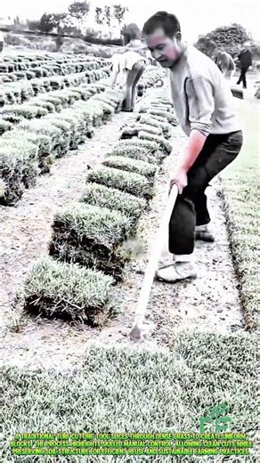 This Simple Tool Turns Soil into Perfect Turf Blocks Instantly