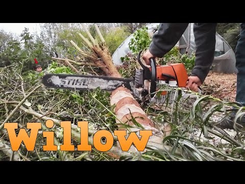 Willow for Firewood Grow it & Coppice it