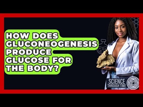 How Does Gluconeogenesis Produce Glucose For The Body? - Science Through Time