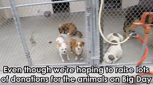 Here’s where you can adopt a pet for free in Sacramento this week