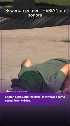 ¿Un “cocodrilo” en Sonora? 🐊😳 Los Therian ya están en México En redes circula el momento en que fue captado un presunto therian identificado como cocodrilo, y como era de esperarse… el internet no perdonó. 😅 Entre opiniones, teorías y debates, el video ya está dando mucho de qué hablar. ¿Tú qué opinas? 👀 📹: Redes sociales #therian #sonora #viral #polemica #tvaztecaqueretaro | TV Azteca Querétaro