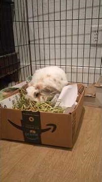 How to make a activity box for your bunny 🫶🏻✨ #rabbit #cute #trending