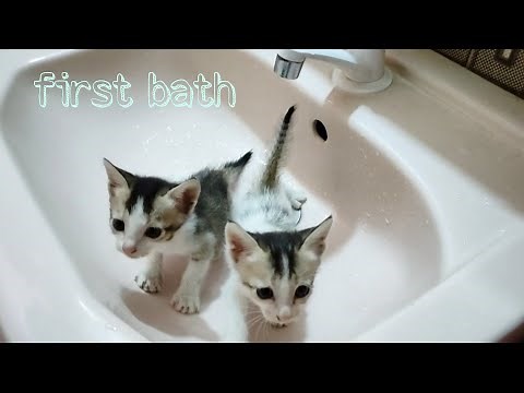 kittens first bath! || how to give bath to baby kittens || nitin nutun