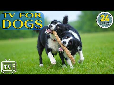 Dog TV 24/7: Relaxing & Anti-Anxiety Videos for Dogs Home Alone - Calming Music for Dogs All Day
