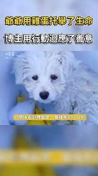 爺爺用雞蛋托舉了生命,博主用行動迴應了善意～#shorts #shortvideo #pets #dog #dogshorts #寵物 #狗狗 #治癒