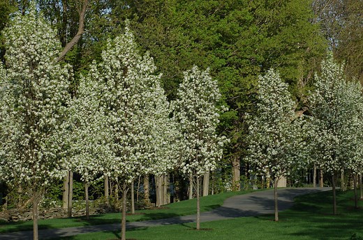 Here Are the Most Common Problems With Bradford Pear Trees