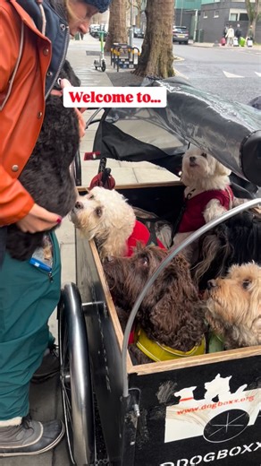 Cargo bikes are a climate-friendly, simple way to transport large items of all kinds - and even dogs! Local business @dogboxx.walks use cargo bikes to transport dogs to the park for an hour long walk, morning and afternoon – no matter the weather. The company’s founder Lydia talked to us about why she started using a cargo bike for her business, and how it aligns with her aim to be as environmentally friendly as possible. If you’d like to find out more about DogBoxx or book your pup in for a wal