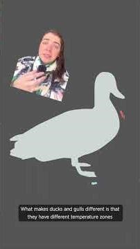 One Weird Tricks Ducks Use to Stand in Freezing Water #birds #birdfacts #duck #nature