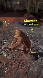 Did you know sloths can turn their heads almost 270 degrees?! 🦥 They spend most of their lives hanging upside down, taking life slow and steady. But when their homes are disturbed, life gets tough. This little guy was found at a construction site, likely where his forest once stood. Let’s work together to protect these chill creatures and their habitats! 🌳💚 🎥: memokkay_ai . . . #coexist #tocoexist #coexistbyaliabhatt #internationalslothday #slothday #protectwildlife #slothlove #wildlifematte