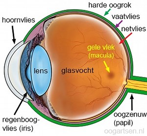 Prematuren Retinopathie (ROP, netvliesafwijking) bij vroeggeborenen - Oogartsen.nl