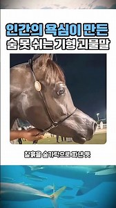 해마를 닮은 기괴한 얼굴, 세상에서 가장 소름 돋는 돌연변이 말의 정체