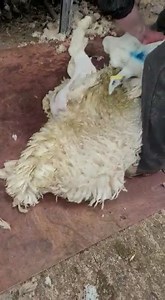 27K views · 352 reactions | Shearing all over the World  | Shearing school | Facebook