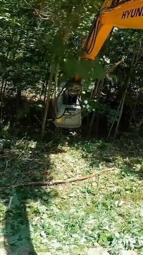 5.3K views · 60 reactions | Clearing an Overgrown Driveway #trimmingtrees #treetrimming #firewood #logging | Hometownacres | Facebook