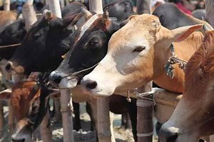 Cattle slaughter ban: Supreme Court extends stay across India