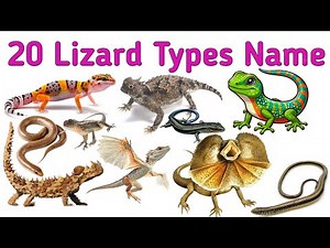 Types of Lizards for Kids | Learn Lizard Names with Pictures & Sounds | Geckos, Chameleons, Iguanas
