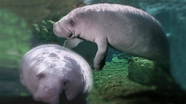 Manatees are peaceful, but they can still be a threat. Here’s why you should stay away