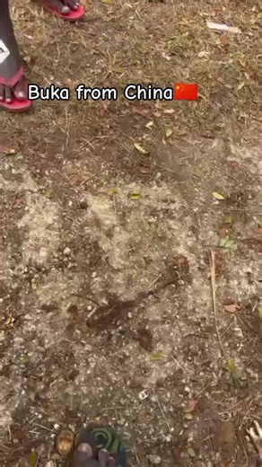 Discover Buka: Authentic Chinese Cuisine & Culture