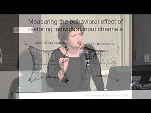 Sensory Processing in a Small Brain - Rachel Wilson