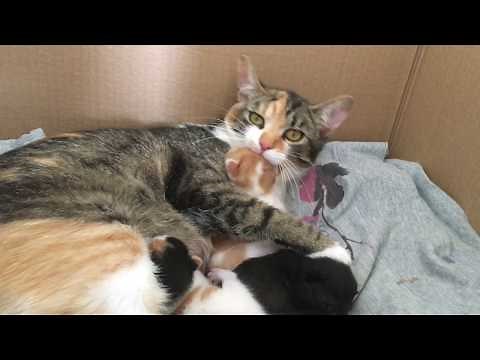 Mom cat biting her crying baby kitten