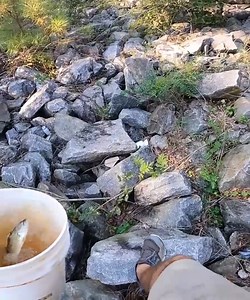 398K views · 3.7K reactions | 1,000 Shiners Arrive to Feed Starving Bass in Abandoned Pond! ️ | AYO Fishing | Facebook