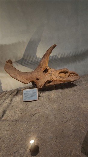 Skull of Triceratops horridus at the Denver Museum