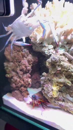 137K views · 1.6K reactions | Superpowered Punch King of the Ocean | Peacock Aquatics | Facebook