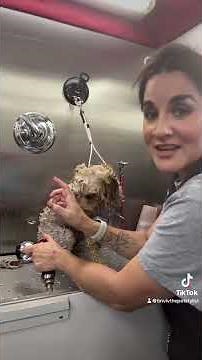 Expressing your dogs anal glands at home PART 2