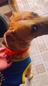 Good job Orange namin🍊👏 #highlights #fypviralシ #doglover | Don Emilio Vlogs