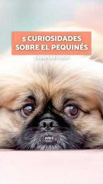 5 CURIOSITIES about PEKINGESE DOGS 🤏🏼