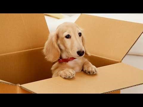 Funniest Cats And Dogs Videos 😂 - Best Funny Animals Videos 2026 😅