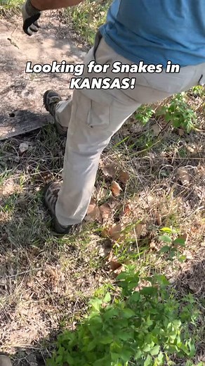 98K views · 53K reactions | Some finds from our first afternoon in Kansas! We rolled in fairly late and had limited time, but we found a lot of snakes fast including several Red Milksnakes and Prairie Kingsnakes. | NKFherping | Facebook